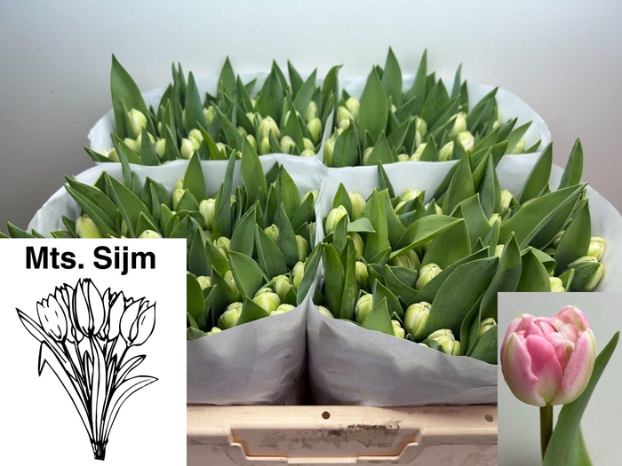 <h4>TU DU JAMAI</h4>