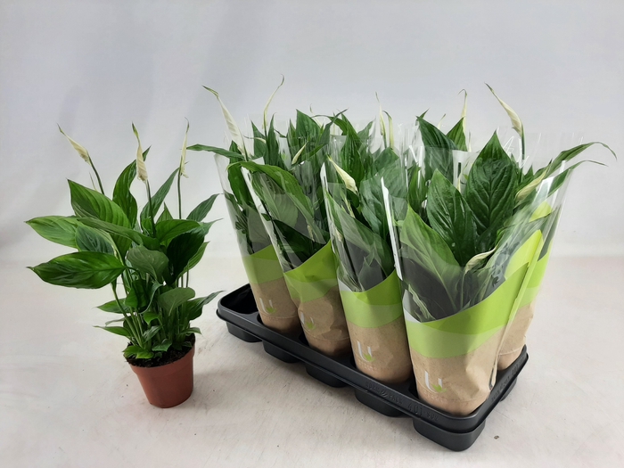 <h4>SPATH TORELLI</h4>