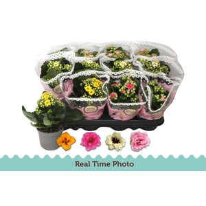 KAL GE GEM TWEEKL BL