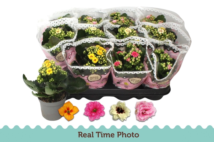 <h4>KAL GE GEM TWEEKL BL</h4>