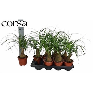 Beaucarnea Recur