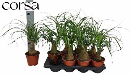 <h4>Beaucarnea Recur</h4>