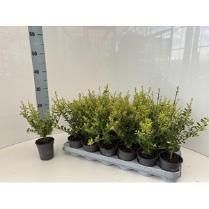 ILEX CRENATA