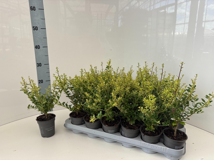 <h4>ILEX CRENATA</h4>