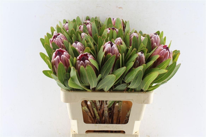 <h4>PROTEA PINK ICE</h4>