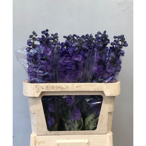 Delphinium Christel