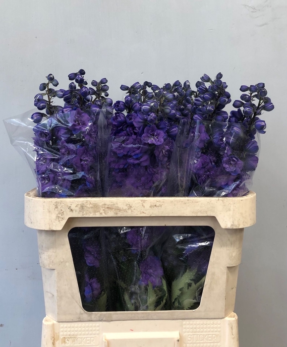 <h4>Delphinium Christel</h4>