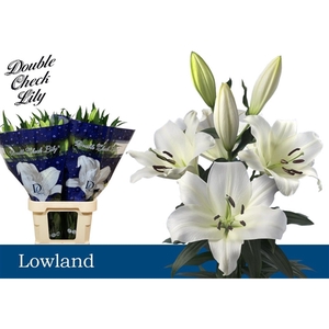 LI OT Lowland 4+