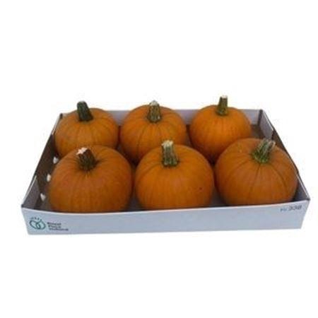 <h4>Sier Cuc P Maxima Halloween X8</h4>