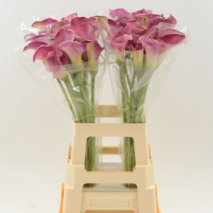 <h4>Calla Romance</h4>