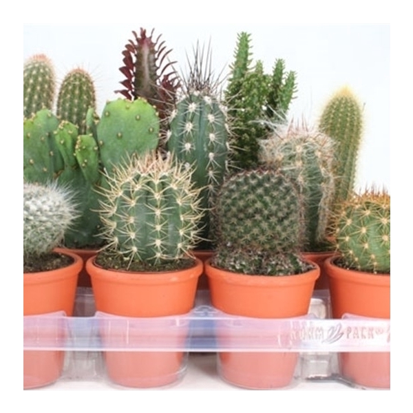 <h4>93 cactus in rozenpot 8,5 cm</h4>