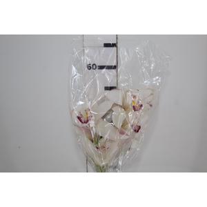 CYMBIDIUM HT 5/9 FLS BRANCO