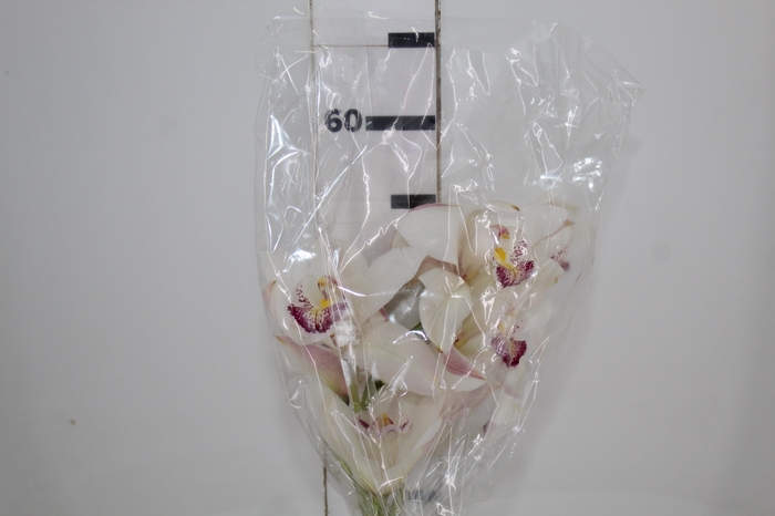 <h4>CYMBIDIUM HT 5/9 FLS BRANCO</h4>