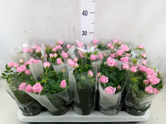 <h4>Rosa  'Elysium Kordana'</h4>