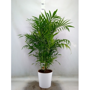 Chamaedorea cataractarum