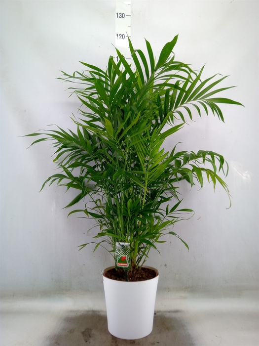 <h4>Chamaedorea cataractarum</h4>