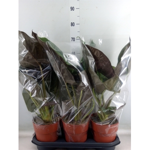 Alocasia wentii