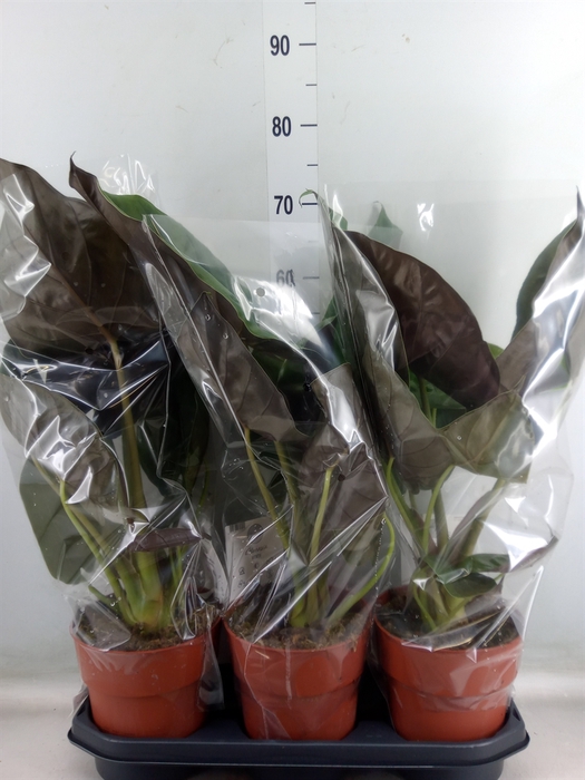 <h4>Alocasia wentii</h4>