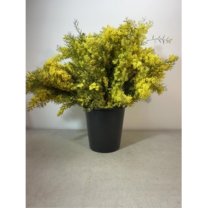 ACACIA CLAIR DE LUNE PB (Bloeiend)