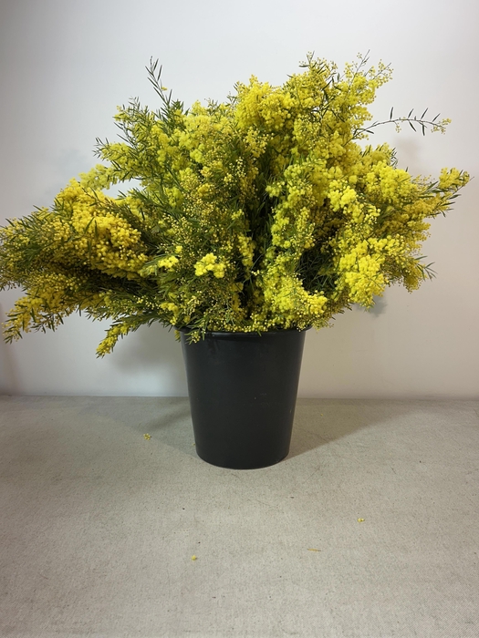 <h4>ACACIA CLAIR DE LUNE PB (Bloeiend)</h4>