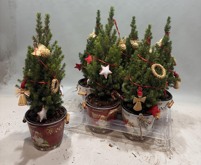 <h4>KERSTBOOM VERSIERD</h4>