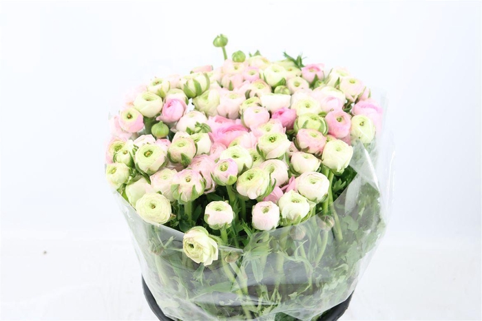 Ran Elegance Light Pink