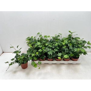 HEDERA GREEN RIPPLE P9