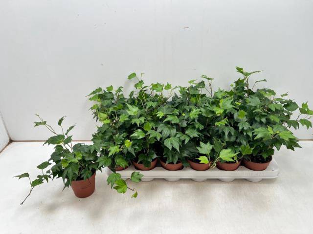 <h4>HEDERA GREEN RIPPLE P9</h4>
