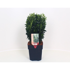 Euonymus jap. 'Green Spire' P17 (MG26051)