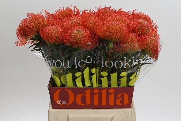 <h4>Nutans Succession</h4>