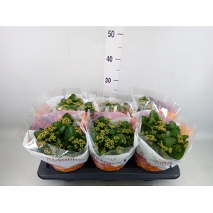 Kalanchoe blos. 'RosDon Nando'