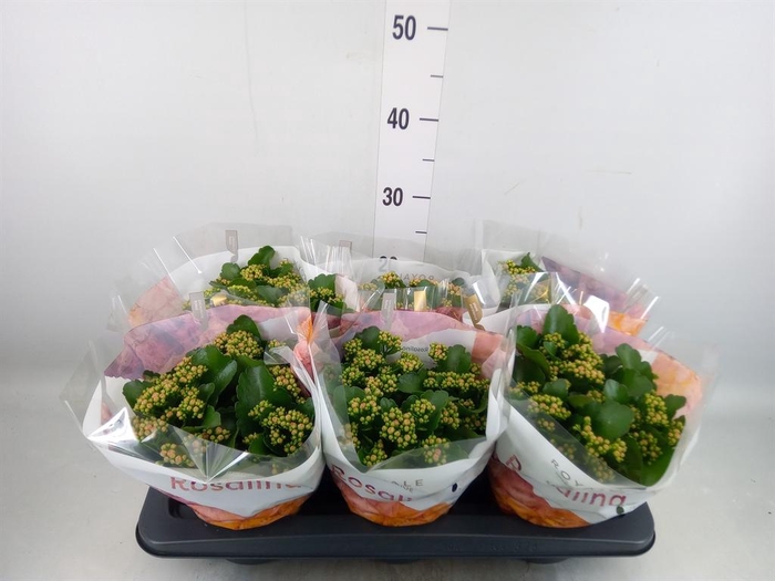 <h4>Kalanchoe blos. 'RosDon Nando'</h4>