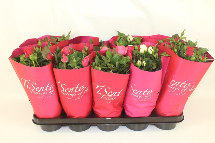 <h4>RO KORDANA GEM</h4>