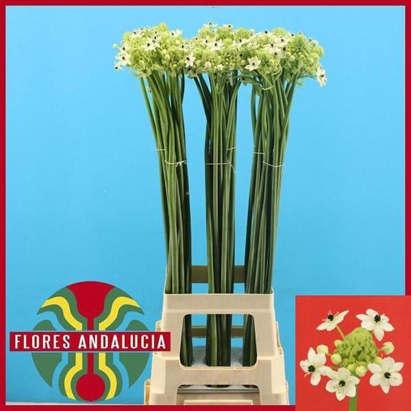 <h4>ORNIT ARABICUM</h4>