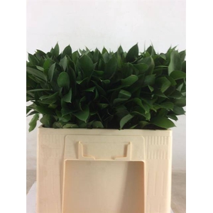 RUSCUS HYPOPHYLLUM