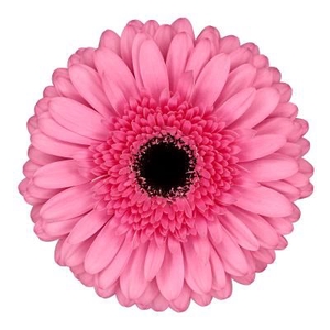 Gerbera Peppa Water