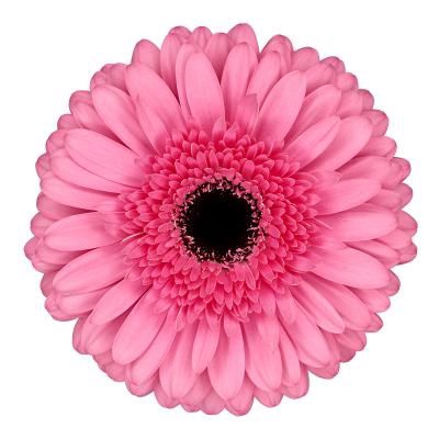 <h4>Gerbera Peppa Diamond</h4>