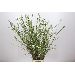 Prunus Glandulosa Alba Plena Branched