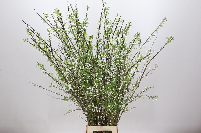 <h4>Prunus Glandulosa Alba Plena Branched</h4>