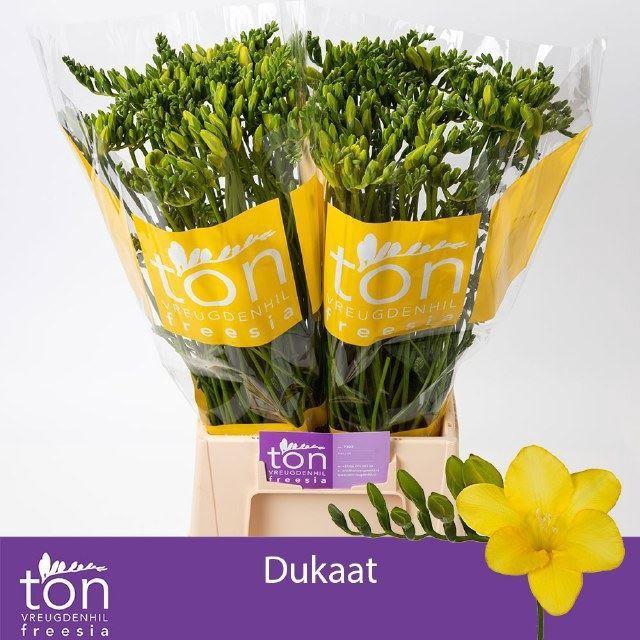 <h4>Freesia enk Dukaat</h4>
