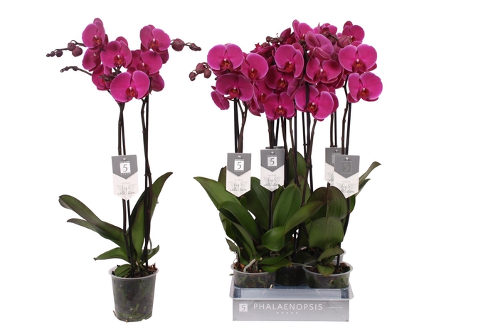 <h4>Phalaenopsis Joyride</h4>