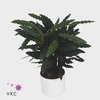 Calathea 21cm Tropistar