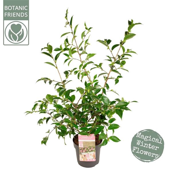 <h4>Camellia sas. 'Strawberry Swirl' Premium</h4>