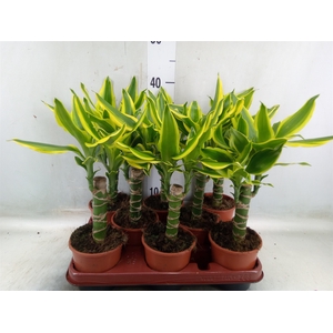 Dracaena frag. 'Golden King'