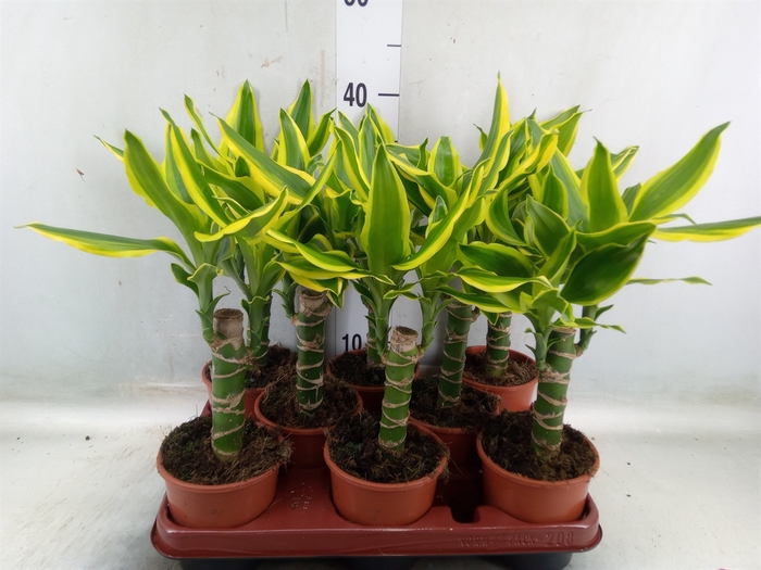 <h4>Dracaena frag. 'Golden King'</h4>