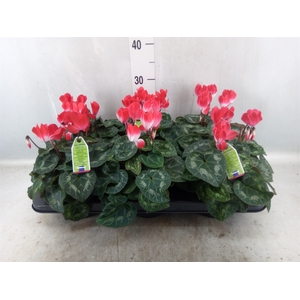 Cyclamen MD 'Indiaka'