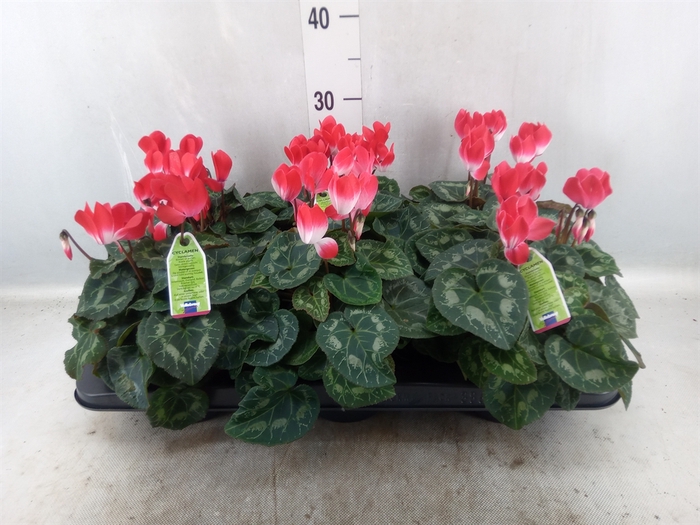 Cyclamen MD 'Indiaka'