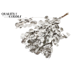 Eucalyptus Dried per bunch Platina