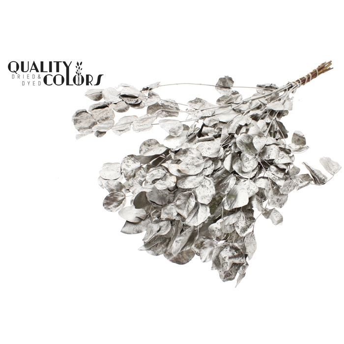 <h4>Eucalyptus Dried per bunch Platina</h4>