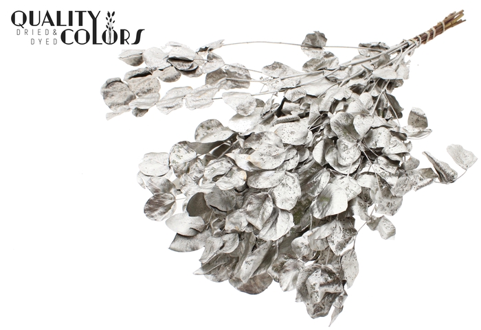 Eucalyptus Dried per bunch Platina